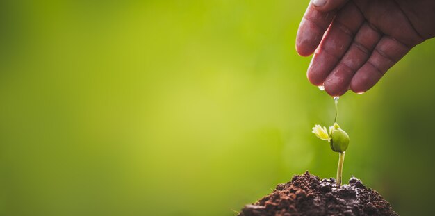 Hand wächst und pflegt Baumsprossen, die auf fruchtbarem Boden mit grünem Hintergrund wachsen, CSR-Konzept