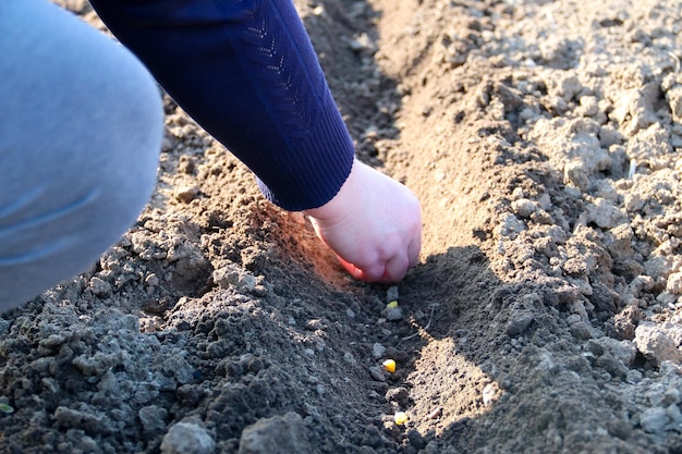 Handanbau von Gemüsesamen auf Aussaaterde im Gartenmetapher-Gartenbau-Landwirtschaftskonzept