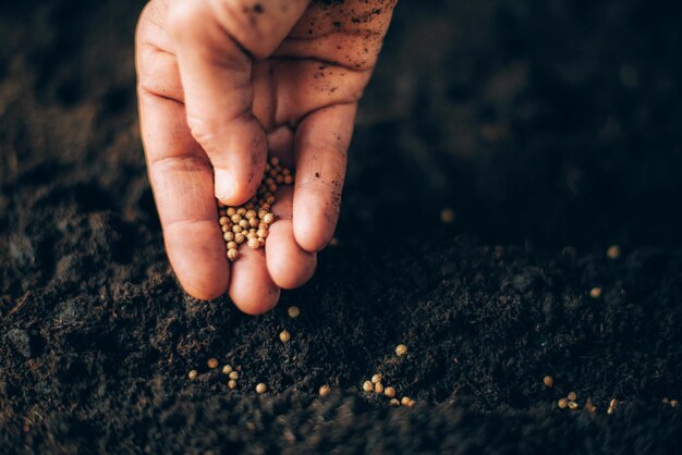 Foto handanbau von samen auf gesätem boden hintergrund mit kopierraum landwirtschaft bio-gartenbau pflanzung oder ökologie-konzept nachhaltige geschäftsinvestitionen verbreitung des evangeliums