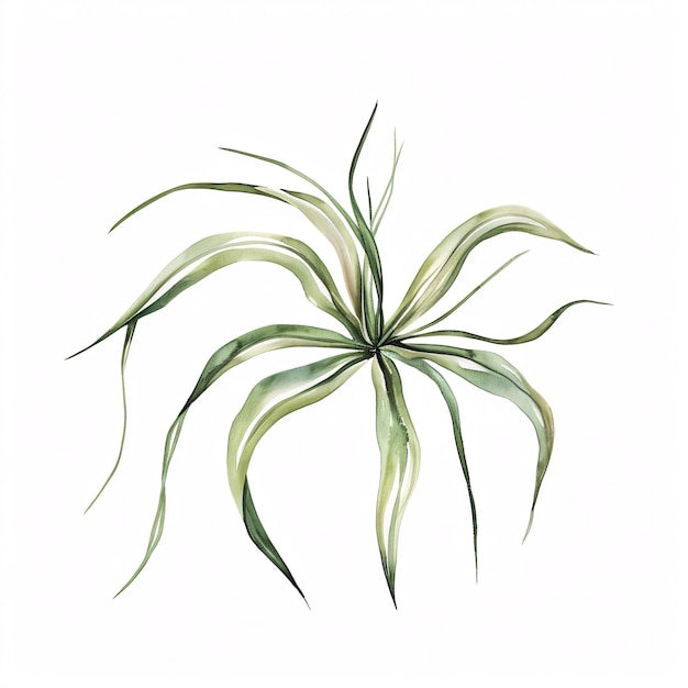 Handawn-Illustration der Pflanzen im Aquarell-Stil