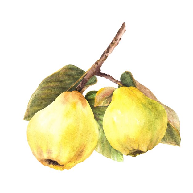 Handbemalte Aquarell-gelbe Quince ganze Früchte mit Blättern hängen an einem Zweig Bäume Clipart