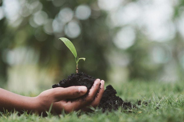 Handbewässerung Sämling auf reichhaltigem Boden durch sanfte und sorgsame Power and Energy World Environment Agricul