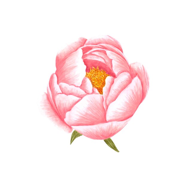 Handdrawn Aquarell rote Creme und rosa Pfingstrose Blumenstrauß mit grünen Blättern auf weißem Hintergrund