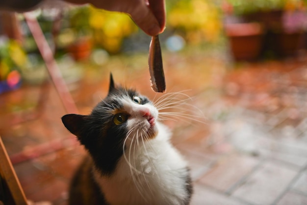 Handfütterung der Katze mit Fleisch in Innenräumen