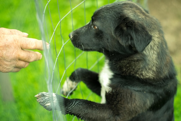 Foto handgeschnitten von einem hund im käfig