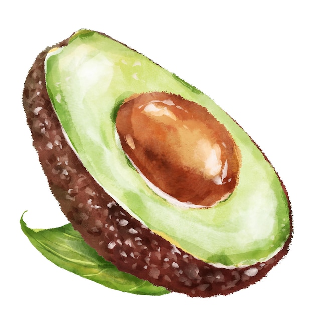 Handgezeichnete Aquarell-Avocado-Illustration auf weißem Hintergrund