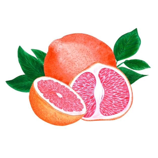 Handgezeichnete Aquarell-Grapefruit-Komposition mit grünen Blättern isoliert auf weißem Hintergrund Scrapbook-Postkarten-Banner-Label