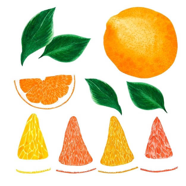 Handgezeichnete Aquarell-Grapefruit-Orangen- und Zitronenscheiben mit grünen Blättern isoliert auf weißem Hintergrund Sammelalbum-Postkarten-Banner-Etikett