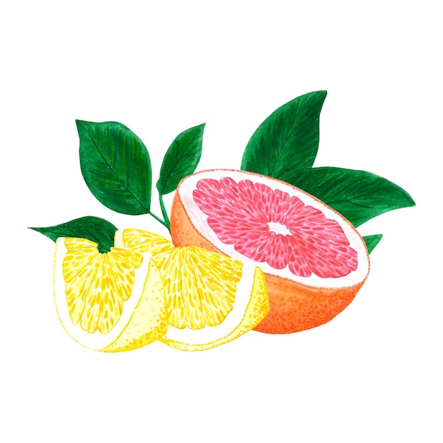 Handgezeichnete Aquarell-Grapefruit- und Zitronenkomposition isoliert auf weißem Hintergrund Sammelalbum-Postkarten-Banner-Label