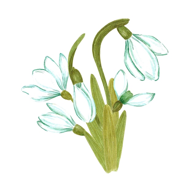 Handgezeichnete Aquarell-Schneeglöckchen-Blumen und -Blätter-Zusammensetzung auf weißem Hintergrund Kann für Textil-Scrapbook-Design-Banner-Grußkarten-Einladung verwendet werden