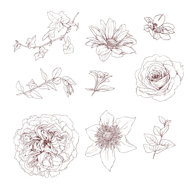 Handgezeichnete Bleistiftgrafik-Illustrationssatz aus Vintage-Blumenelementen