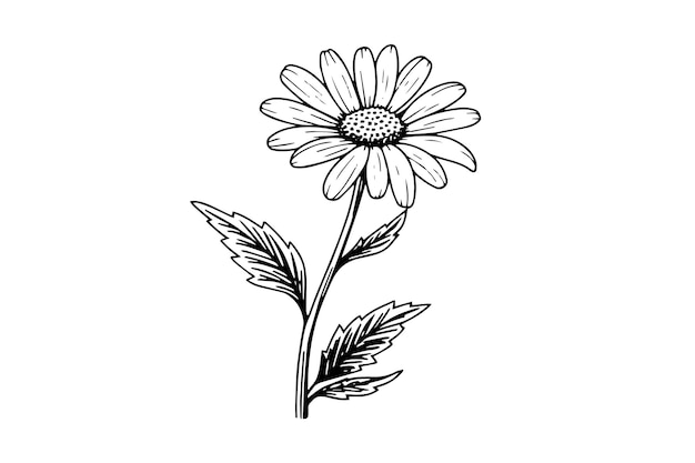 Handgezeichnete Kamille-Tinte-Skizze Daisy-Blüte-Gravur-Vektorillustration