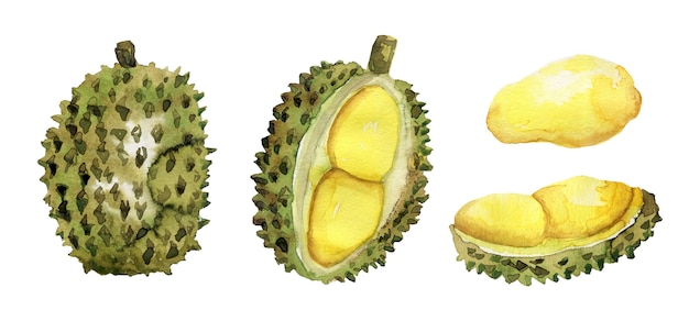 Handgezeichnete reife Durian-Sammlung des Aquarells lokalisiert auf Weiß