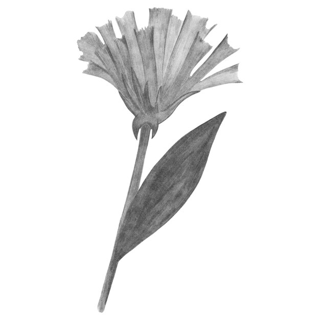 Handgezeichnete schwarz-weiße Blume mit isolierten Blättern auf weißem Hintergrund