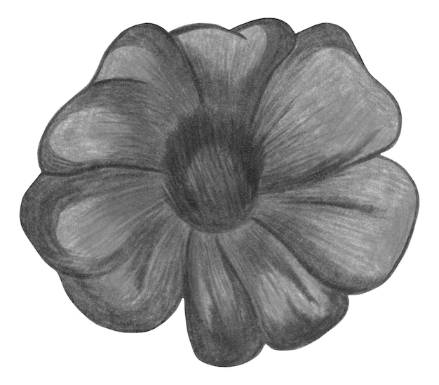Handgezeichnete schwarze und weiße Ringelblume isoliert auf weißem Hintergrund