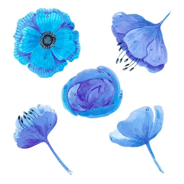 Handgezeichnetes Aquarell-Set mit blauen Anemonenblüten, isoliert auf weiß, kann für Karten, Muster, Einladungen, Etiketten verwendet werden