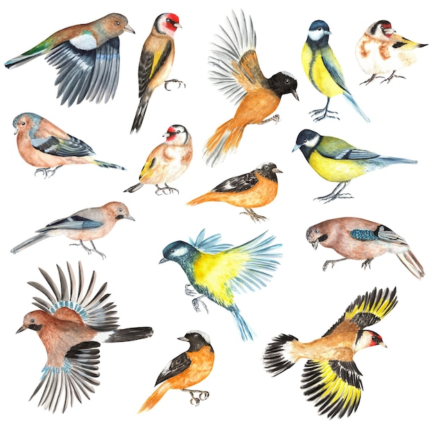Handgezeichnetes Aquarell-Set von Wildvögeln Tit Jay Stieglitz Buchfink Redstart