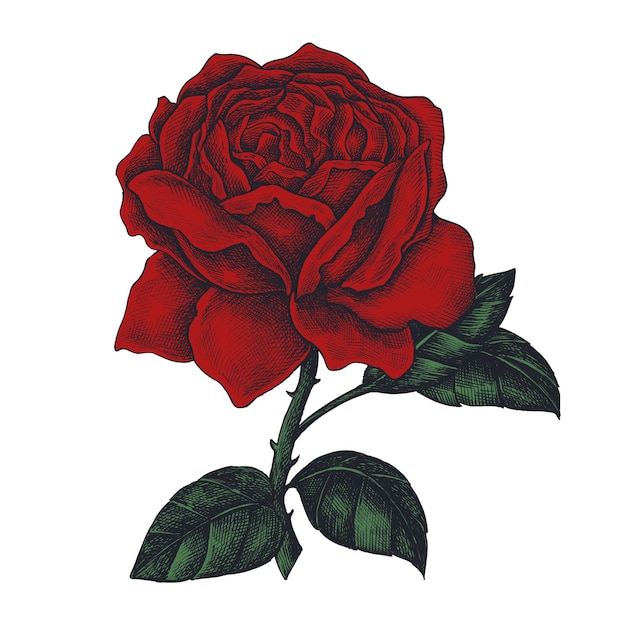 Handgezeichnetes Blütenrosen-Designelement