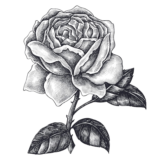 Handgezeichnetes Blütenrosen-Designelement