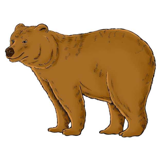 Handgezeichnetes Grizzly-Designelement