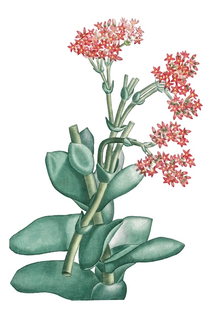 Handgezeichnetes Propellerwerk von Rochea Falcata
