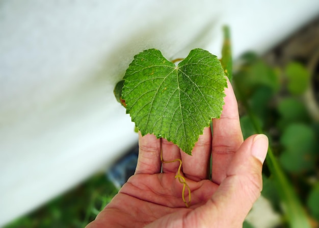 Handhaltung zur Überprüfung der Gesundheit der Traubenblätter Konzept der ökologischen Erdbeerfarm