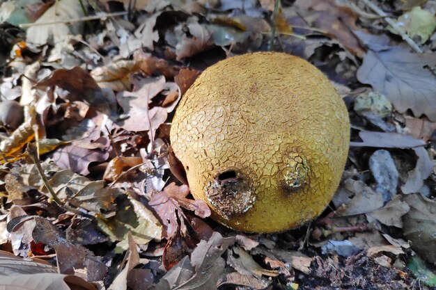 Handkea utriformis creciendo en el bosque