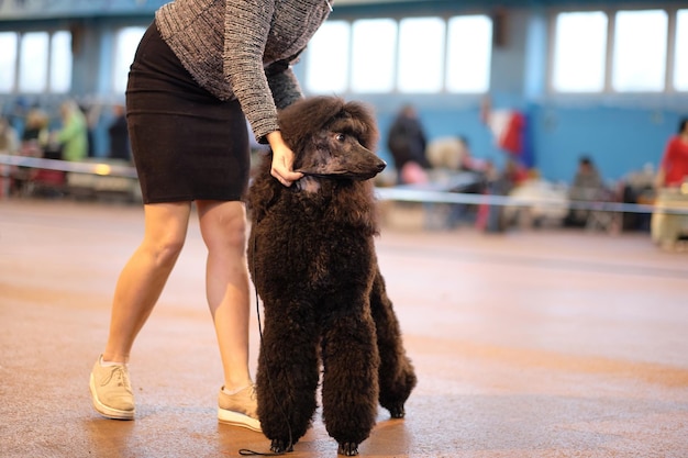 Handler coloca um cão da raça grande poodle preto real no ringue em uma exposição de cães