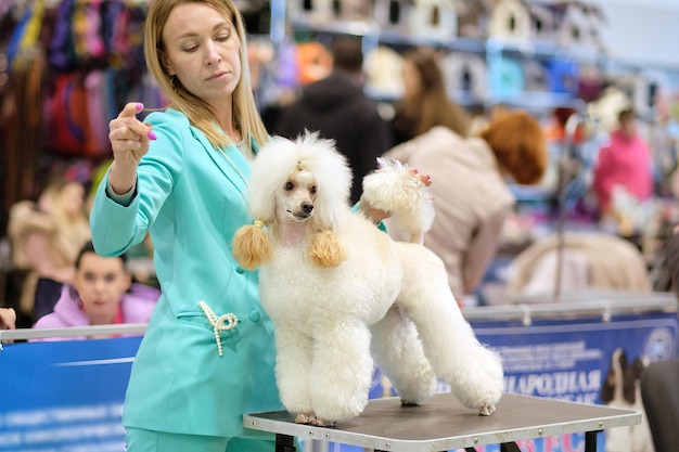 Handler coloca um jovem poodle de damasco claro no rack para uma exposição de cães na mesa de preparação