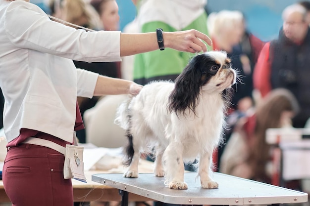 Handler pone a un King Charles spaniel en una competencia de perros