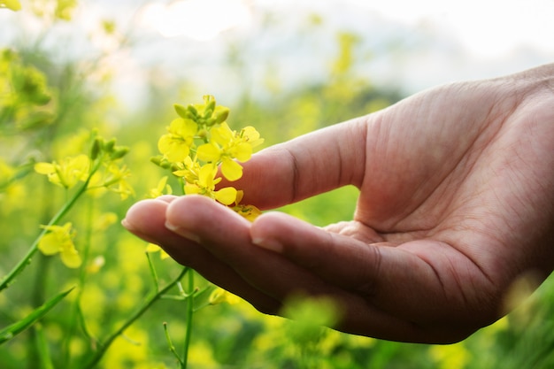 Foto handnote gelbe brassica napus blume