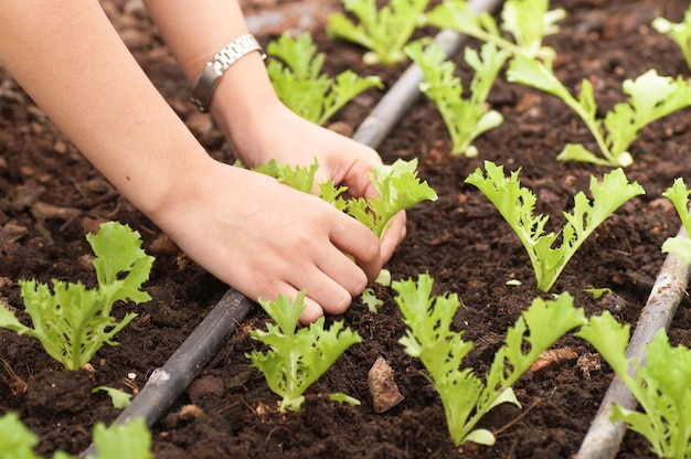 Handpflanzen im Garten