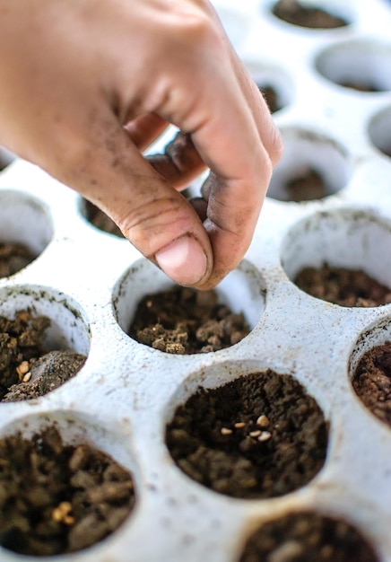 Handpflanzung von Samen in fruchtbaren Boden. Konzept zum Tag der Erde