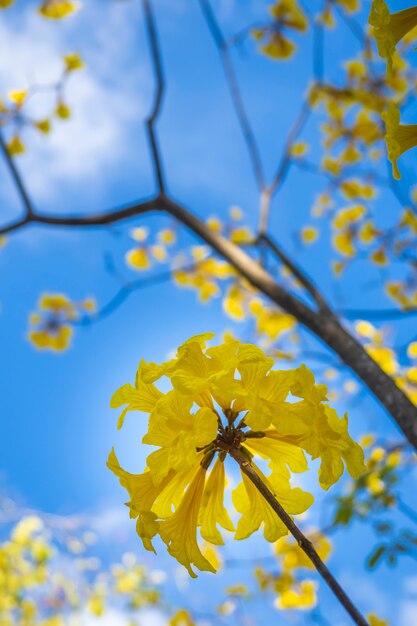 Handroanthus Chrysanthus mit schönem blauen Himmel