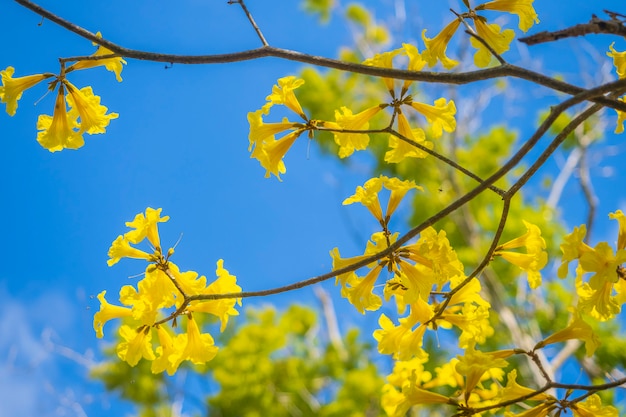 Handroanthus Chrysanthus mit schönem blauen Himmel