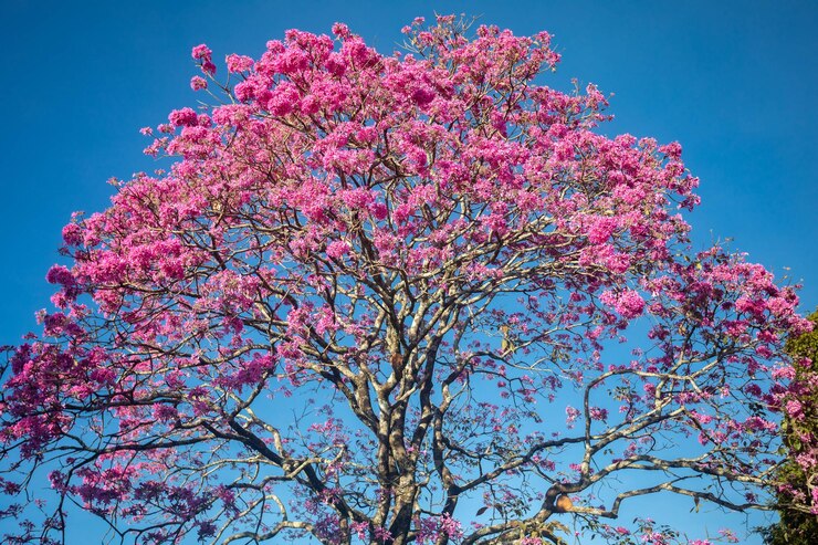 Foto handroanthus heptaphyllus close-up da bela árvore de trombeta rosa tabebuia rosea em plena floração