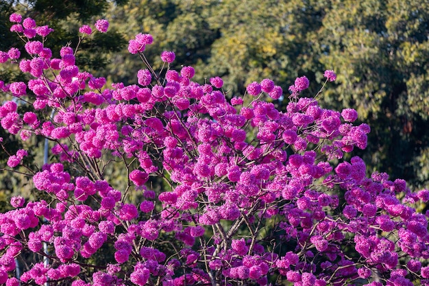 Handroanthus heptaphyllus Nahaufnahme des wunderschönen rosafarbenen Trompetenbaums Tabebuia rosea