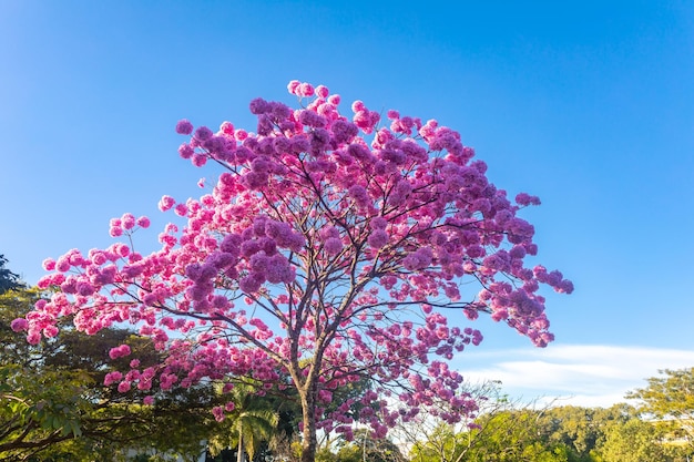 Handroanthus heptaphyllus Nahaufnahme des wunderschönen rosafarbenen Trompetenbaums Tabebuia rosea