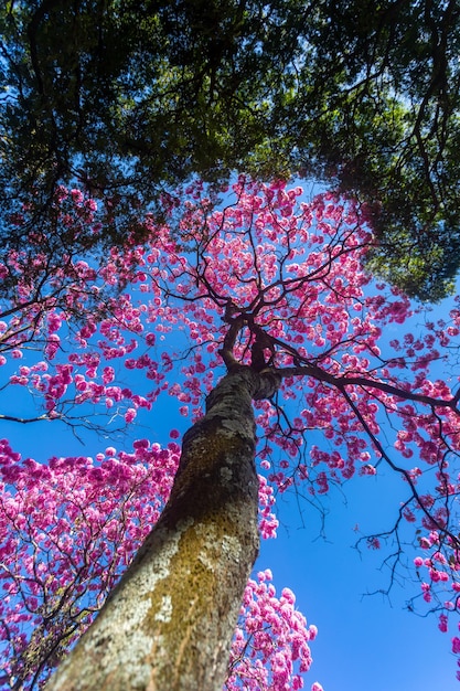 Handroanthus heptaphyllus Nahaufnahme des wunderschönen rosafarbenen Trompetenbaums Tabebuia rosea