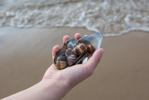 Handsammeln von Muscheln am Meeresstrand Nahaufnahme von Kinderhänden mit gesammelten Muscheln über