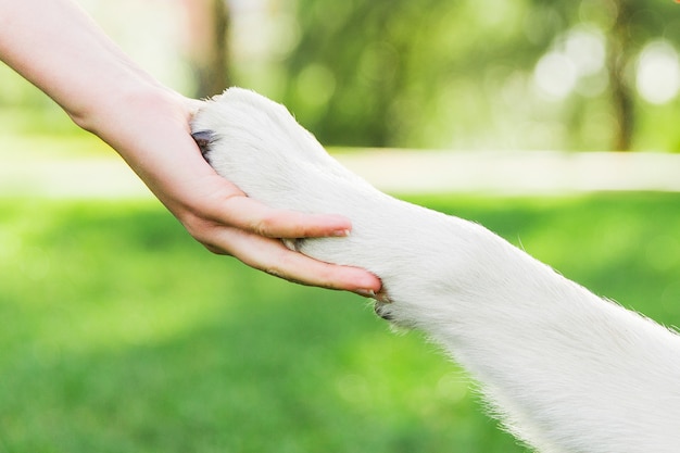 Foto handshake mit hund. die tatze des hundes in der hand der frau. hund mit besitzer im park