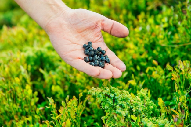 Handvoll wilde Heidelbeeren