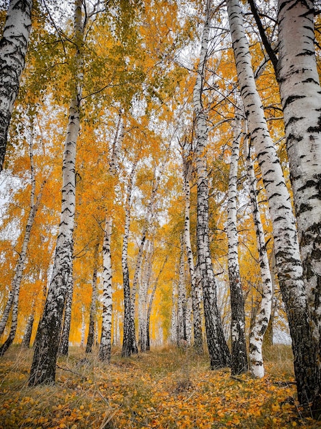 Foto handyfotografie im herbstbirkenhain