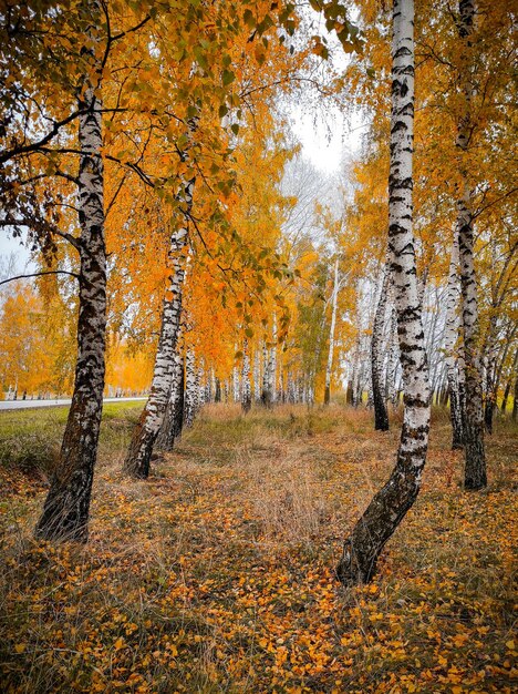 Foto handyfotografie im herbstbirkenhain