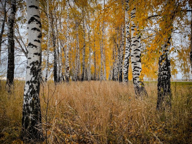 Foto handyfotografie im herbstbirkenhain