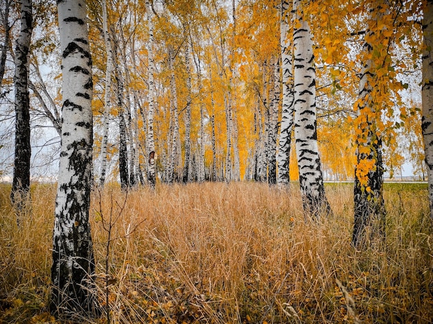 Handyfotografie im Herbstbirkenhain