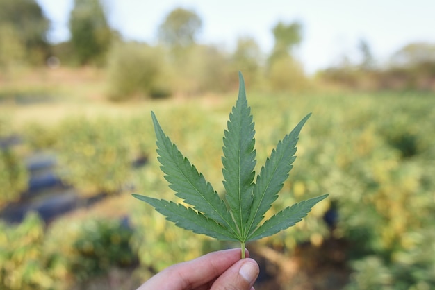 Hanfblatt im Freien mit CBD-Hintergrundpflanzung