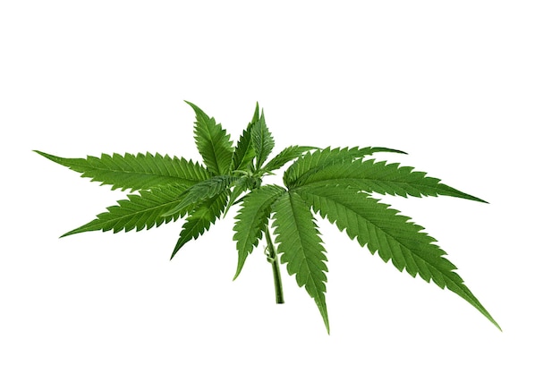 Foto hanfblatt isoliert auf weißem hintergrund marihuana-cannabisblatt zum design