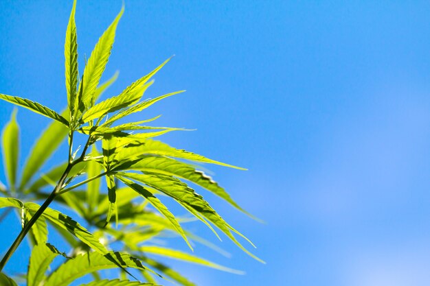 Hanfpflanzen auf Feld mit blauem Himmel