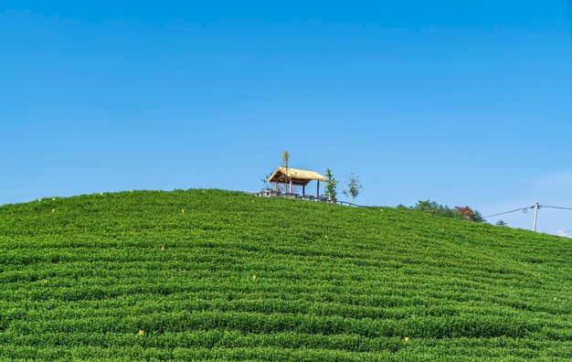 Hangzhou Qiandao Lake Teeberg